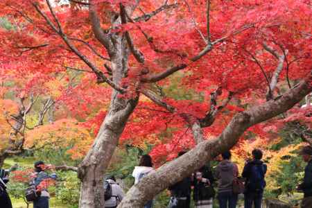 宝厳院の紅葉2