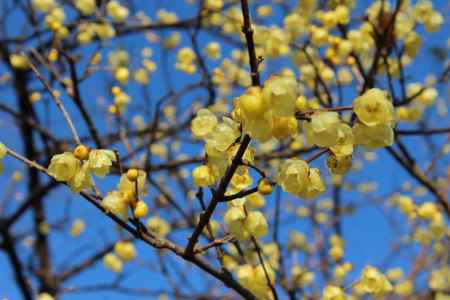 京都府立植物園　ロウバイ