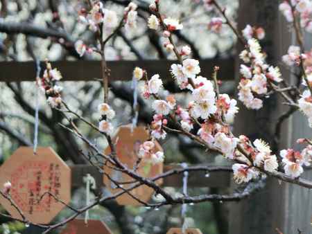 城南宮梅
