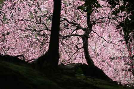 城南宮枝垂れ梅8