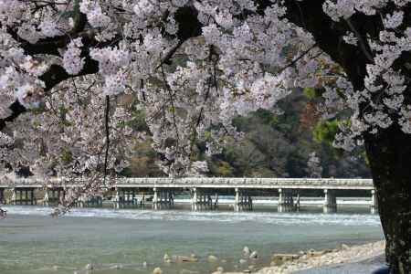 嵐山渡月橋と桜1