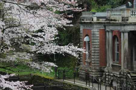 蹴上インクラインの桜1