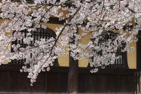 南禅寺の桜