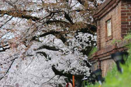 蹴上インクラインの桜4