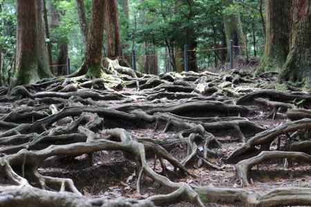 鞍馬山木の根道