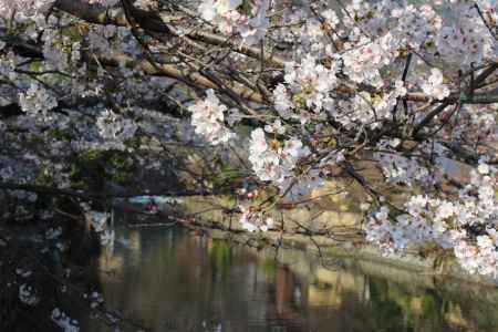 嵐山の桜1