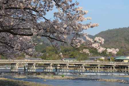 嵐山の桜2