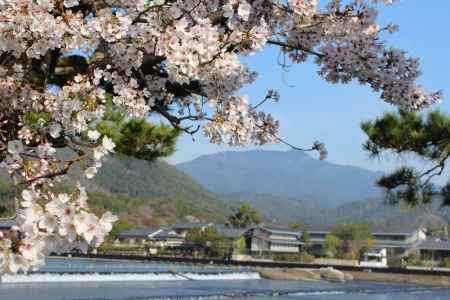 嵐山の桜4