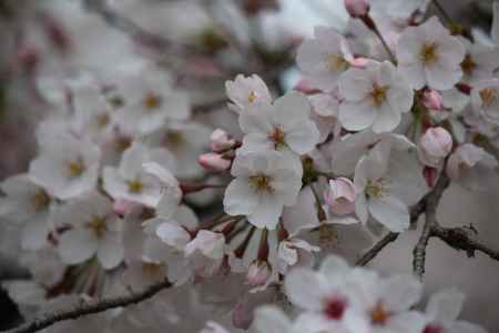 京都府立植物園の桜