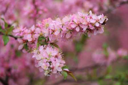京都府立植物園春の花　ニワウメ