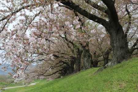 背割り堤桜3