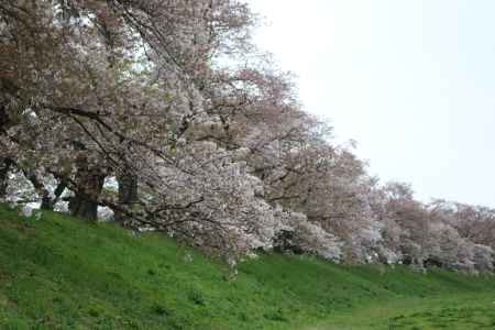 背割り堤桜4