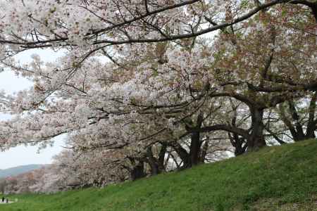 背割り堤桜2