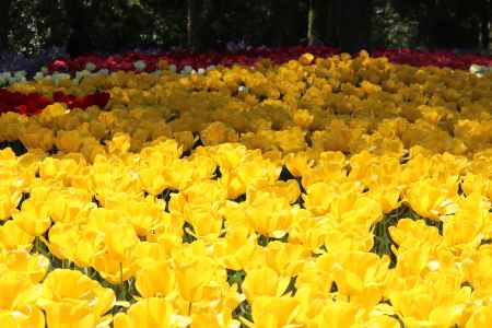 京都府立植物園春の花3