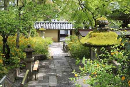 松尾大社の山吹