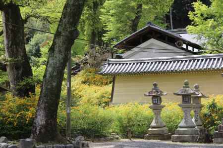 松尾大社の山吹