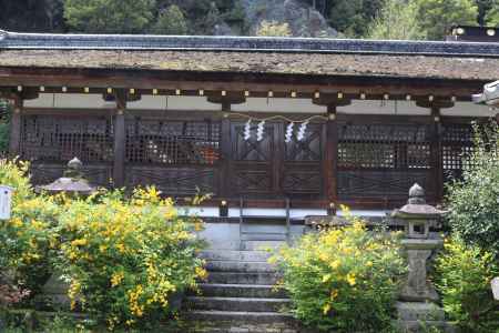 松尾大社の山吹