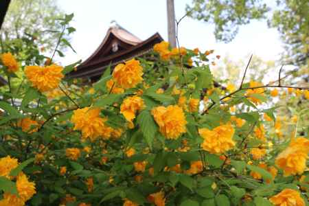 松尾大社の山吹