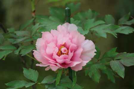 三千院　ぼたん2