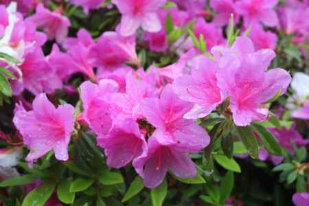 三室戸寺　つつじ1