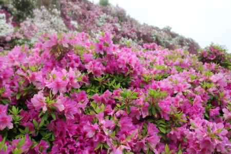 三室戸寺　つつじ3