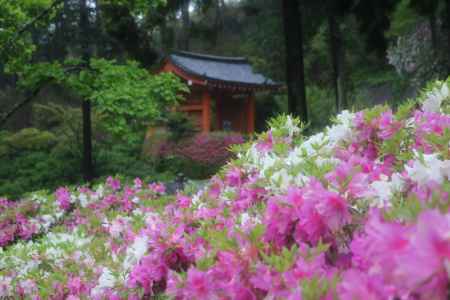 三室戸寺　つつじ4