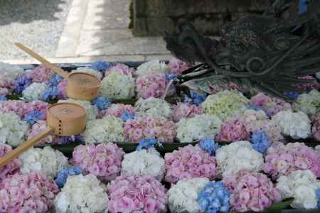 柳谷観音楊谷寺のあじさい2