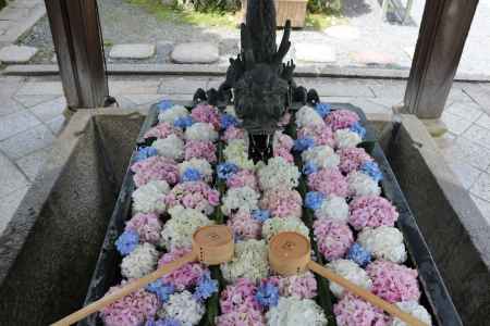 柳谷観音手水舎のあじさい