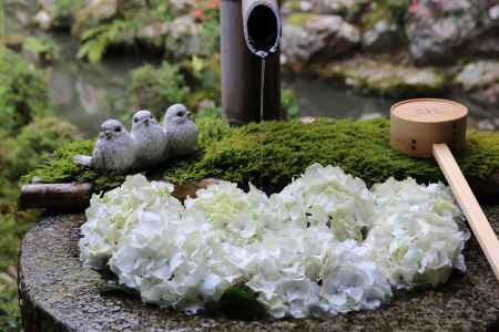 柳谷観音あじさいと鳥