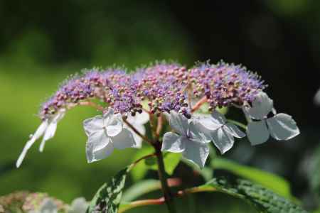 京都府立植物園のあじさい2