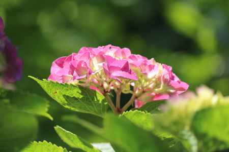 京都府立植物園のあじさい4