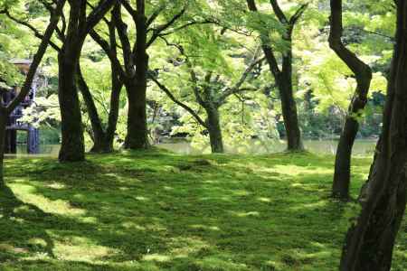 京都府立植物園新緑