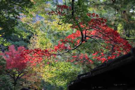 宝厳院　紅葉