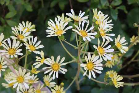 天龍寺　白花ツワブキ