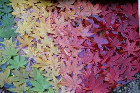 柳谷観音寺　花手水1
