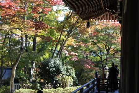 柳谷観音寺　紅葉
