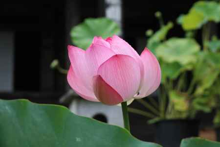 大原　勝林院の蓮の花2