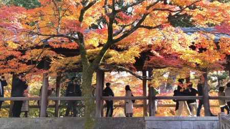 東福寺通天橋　紅葉