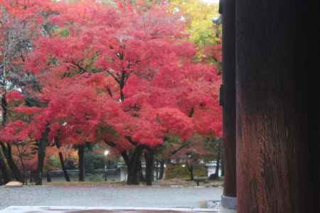 南禅寺　紅葉