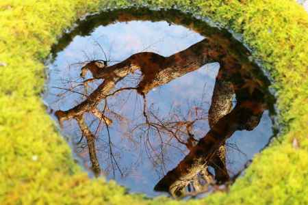 大原実光院の手水