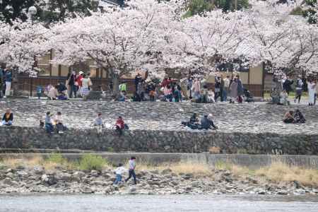 嵐山の桜