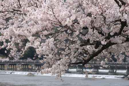嵐山の桜3
