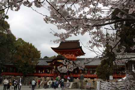 石清水八幡宮境内の桜