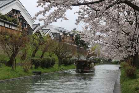 伏見十国船と桜3