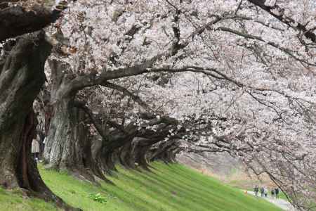 八幡市背割り堤桜2
