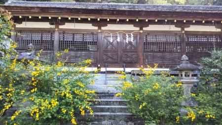 松尾大社の山吹