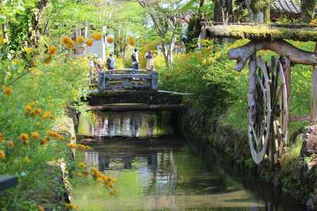 松尾大社の山吹2