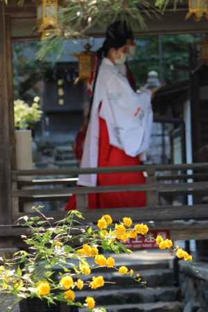 松尾大社の山吹