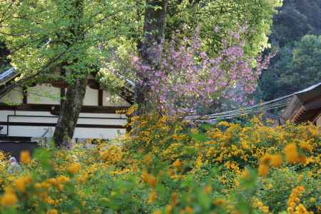 松尾大社の山吹3