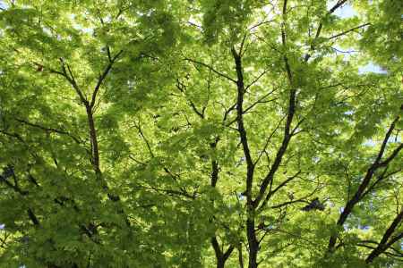 仁和寺の青紅葉2